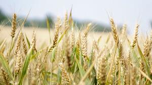 agriculture-arable-barley-blur-265216_30035