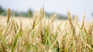 agriculture-arable-barley-blur-265216_4e270
