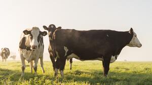 cow-agriculture-beef-livestock-66400_fa1b1