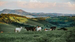 herd-of-cattle-in-daytime-841303_d231d