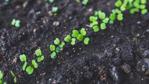 home-gardening-young-rucola-top-view-6427_cdf58