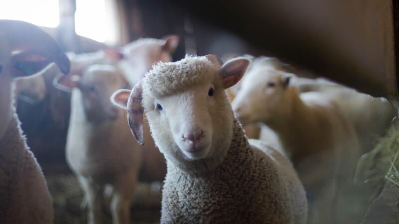 agriculture-animals-baby-blur-288621_05868