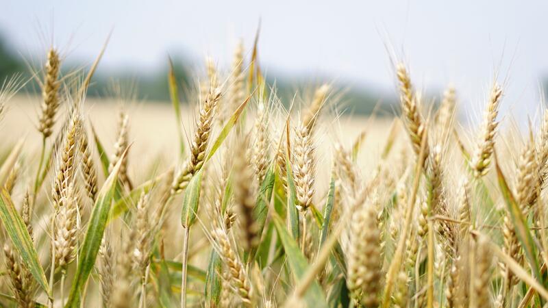 agriculture-arable-barley-blur-265216_4e270