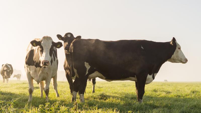 cow-agriculture-beef-livestock-66400_fa1b1