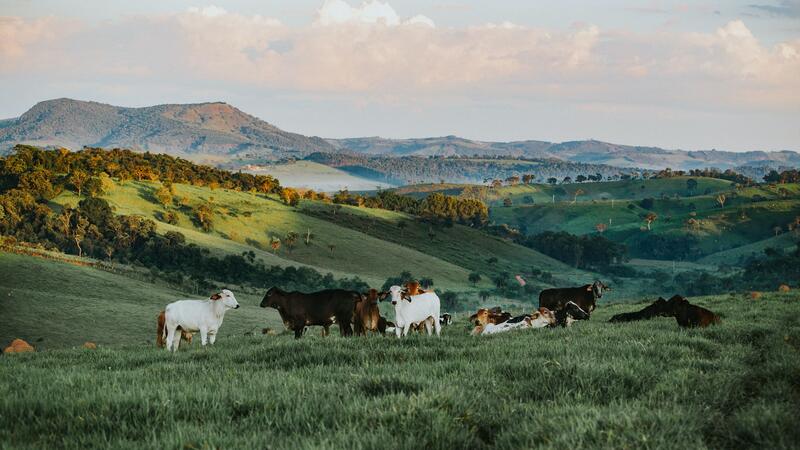 herd-of-cattle-in-daytime-841303_d231d