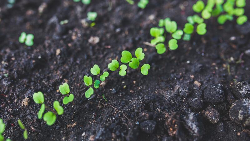 home-gardening-young-rucola-top-view-6427_cdf58
