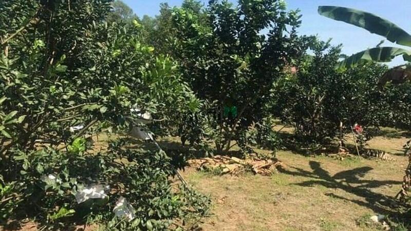 Hình ảnh Cần bán lô đất vườn đường hiện hữu, 1000m2 chỉ với 690 triệu.