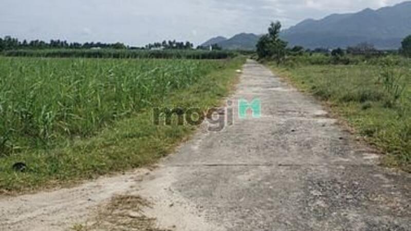 Hình ảnh Cần bán  lô đất  Thôn Quảng Hòa , xã Cam Thành Nam , Tp Cam Ranh,KH